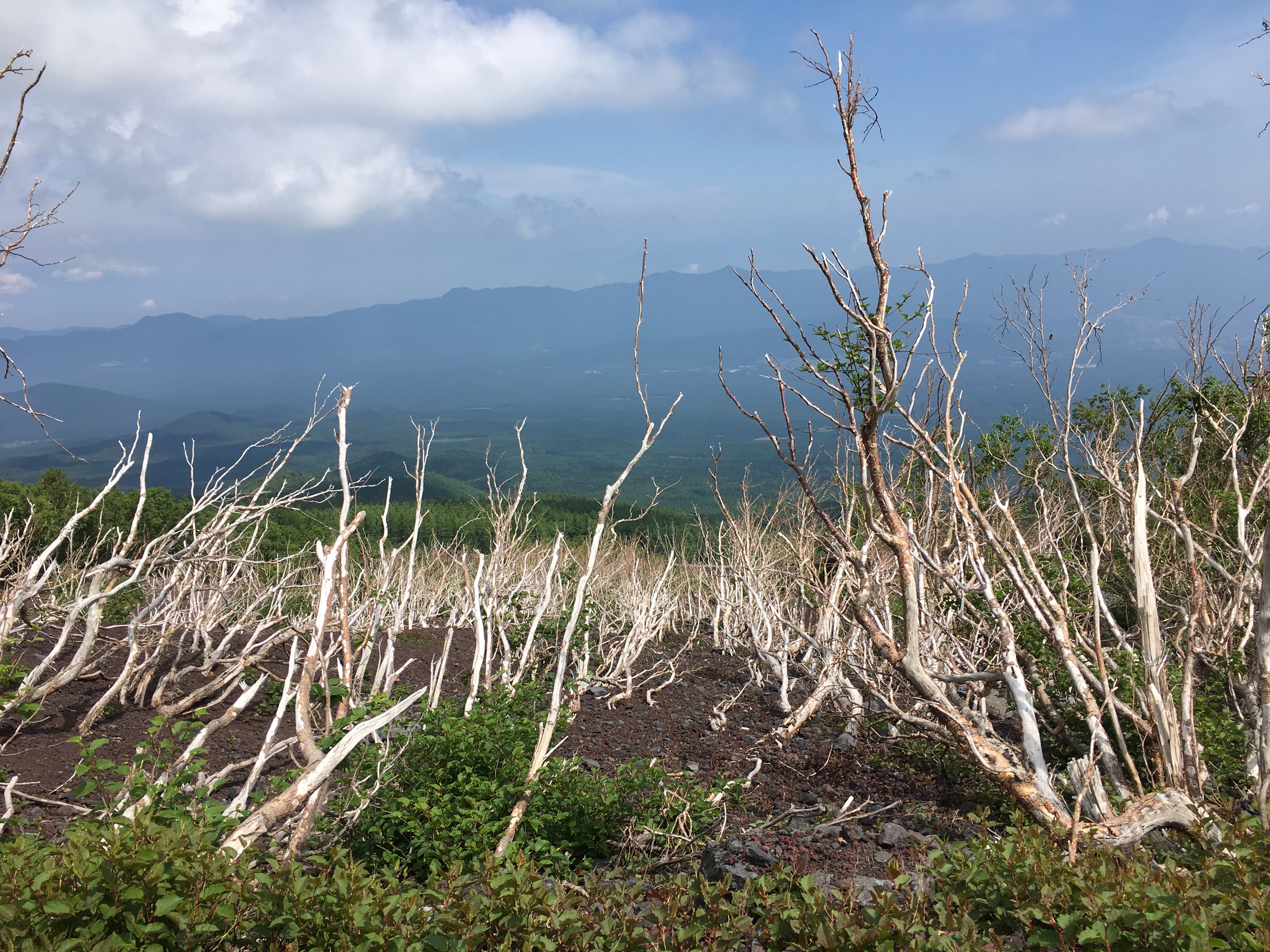 2017-07-10 09.41.20.jpg