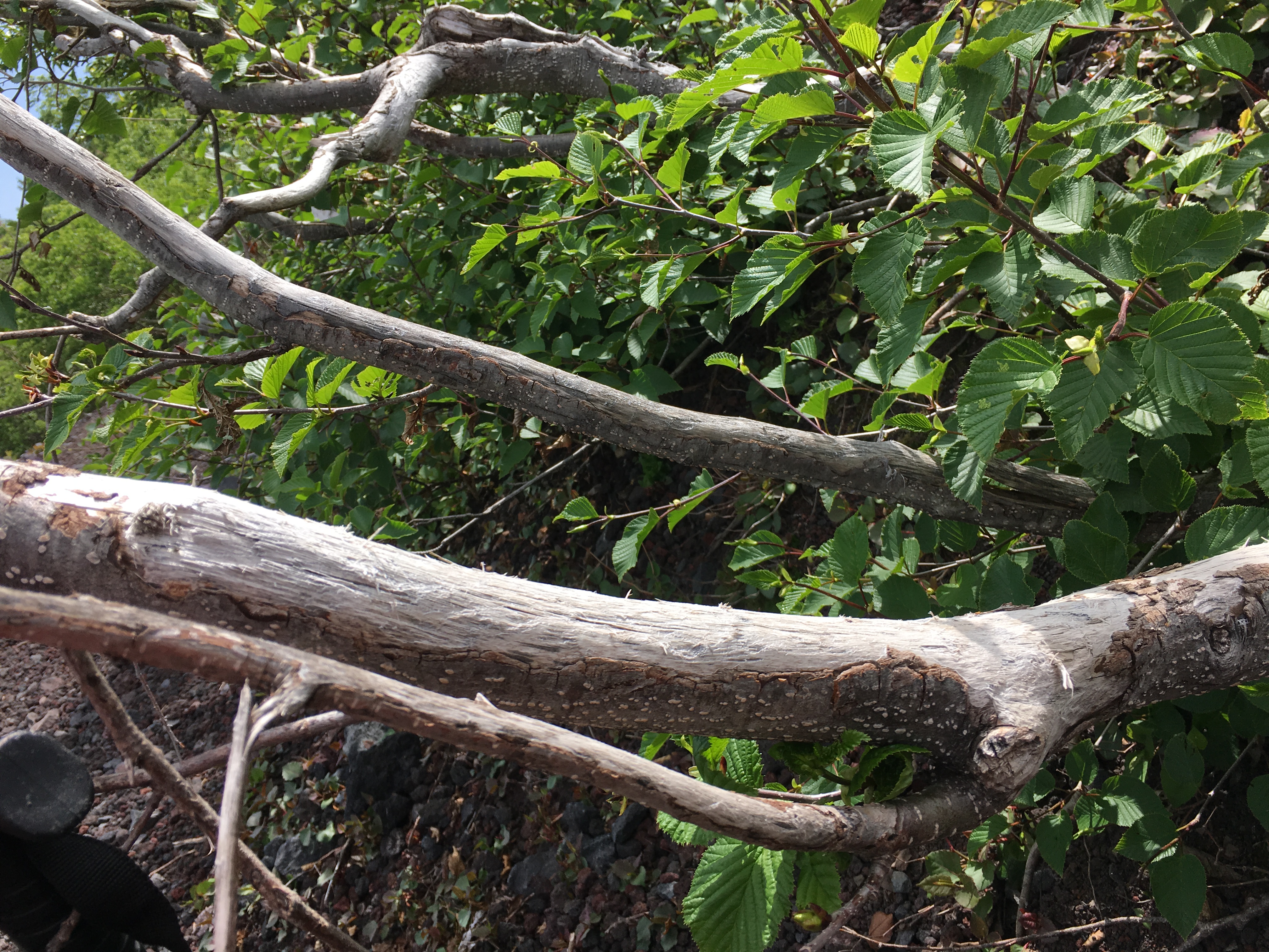 2017-07-10 09.41.15.jpg