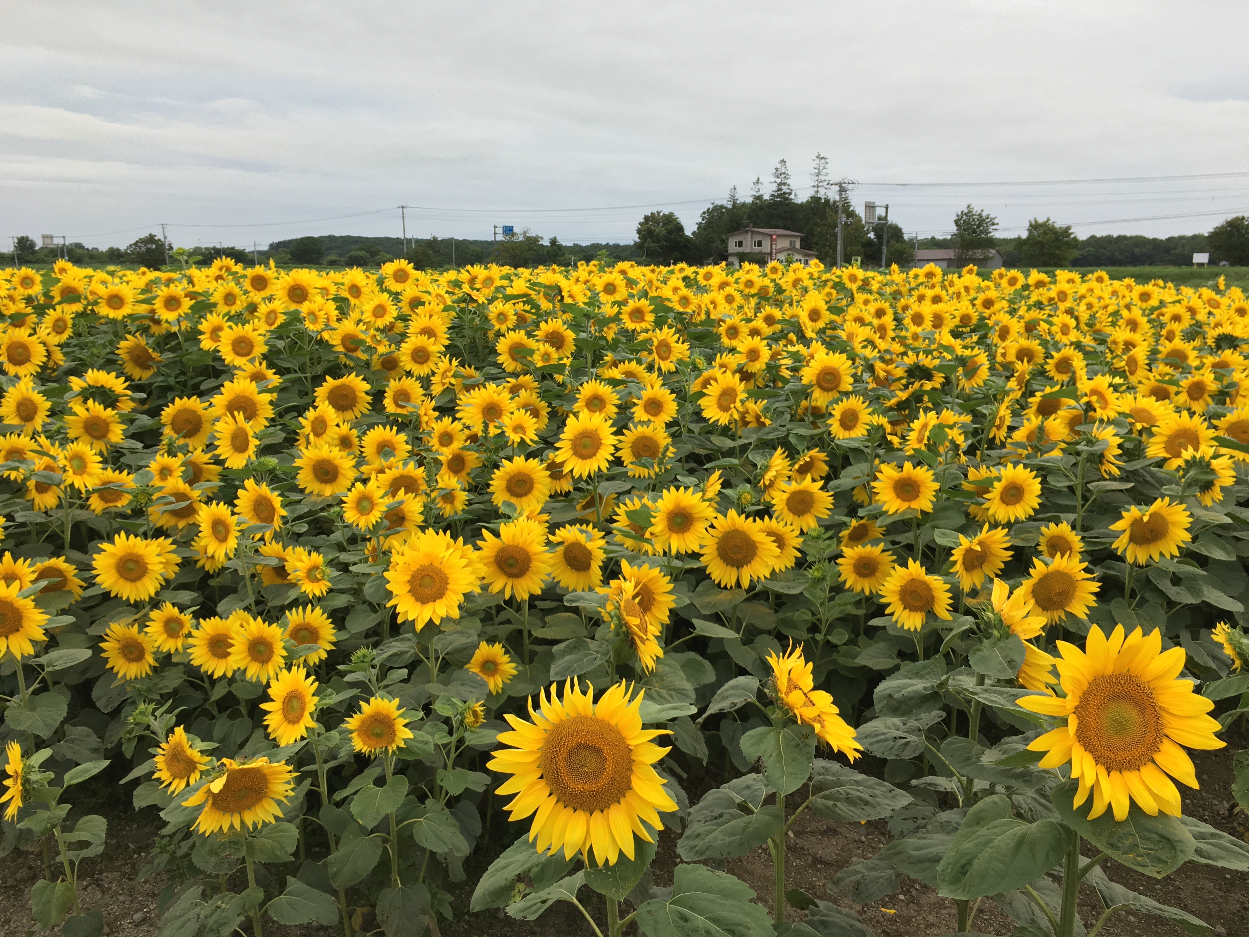 2017-08-11 17.21.39.jpg