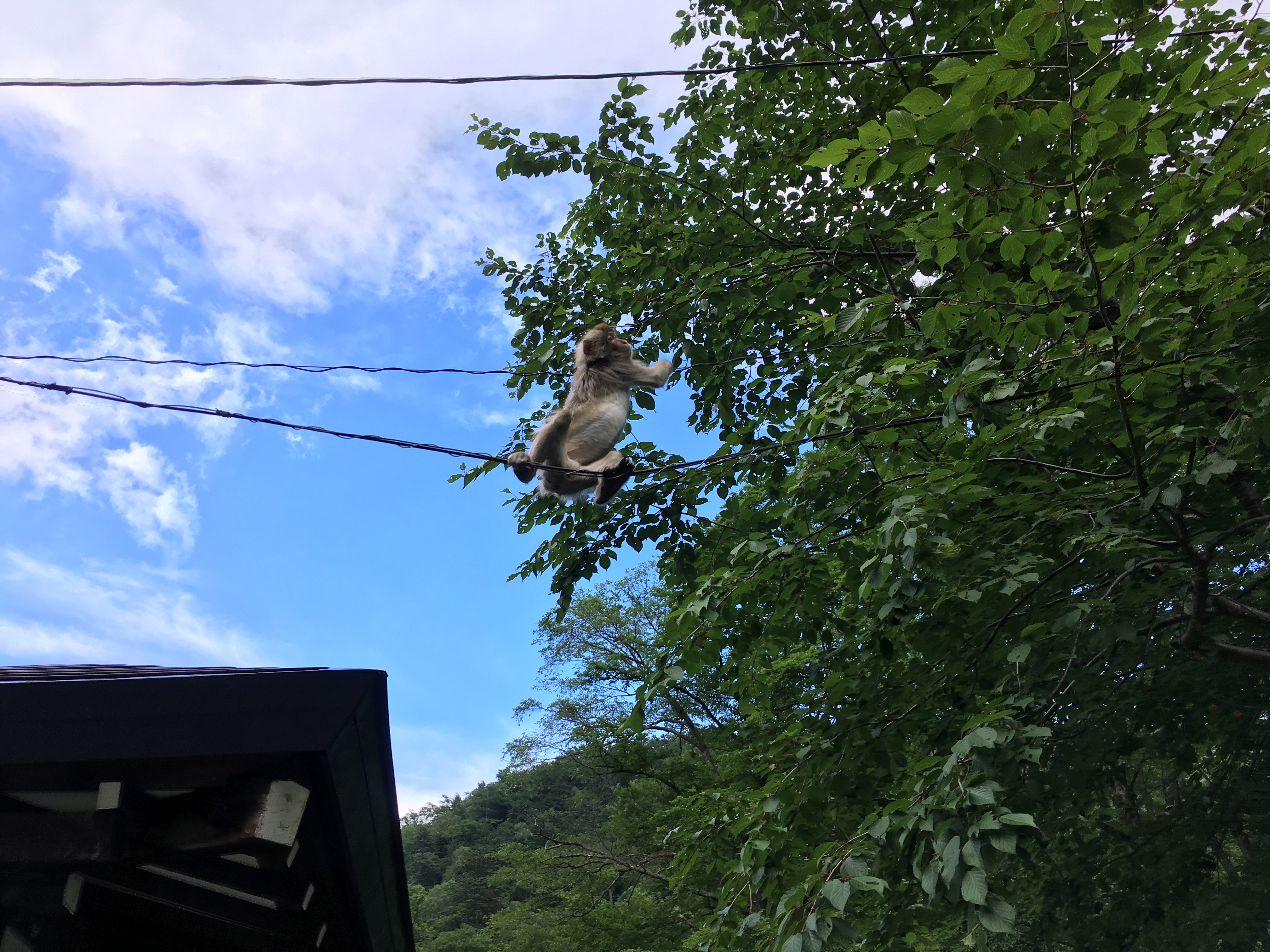 2017-07-18 16.35.20.jpg