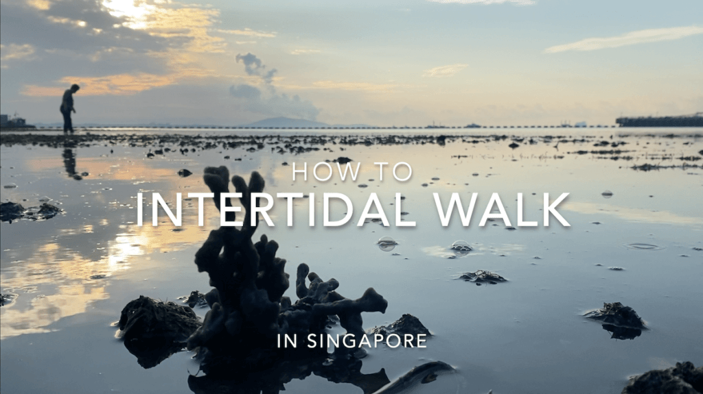 How To Intertidal Walk in&nbsp;Singapore
