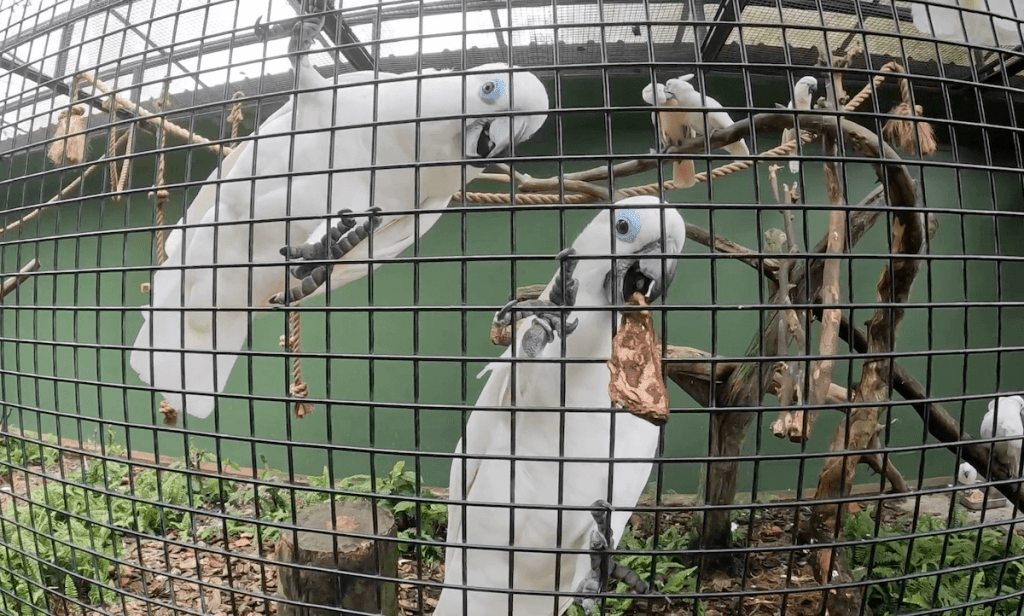 Jurong Bird Park Closes in 123&nbsp;Days