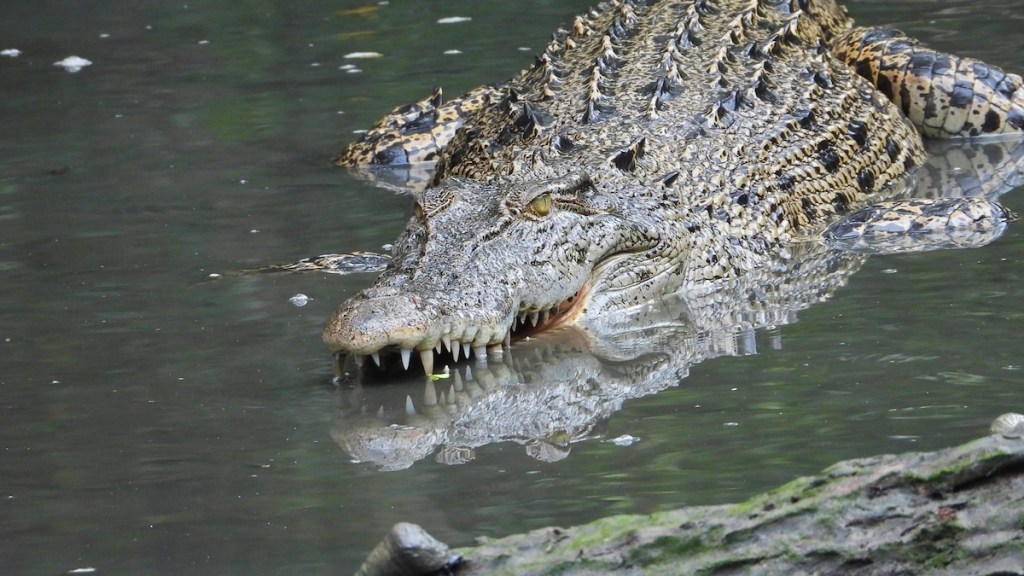 5 Reasons Why You MUST Visit Sungei Buloh + Tips You Should&nbsp;Know