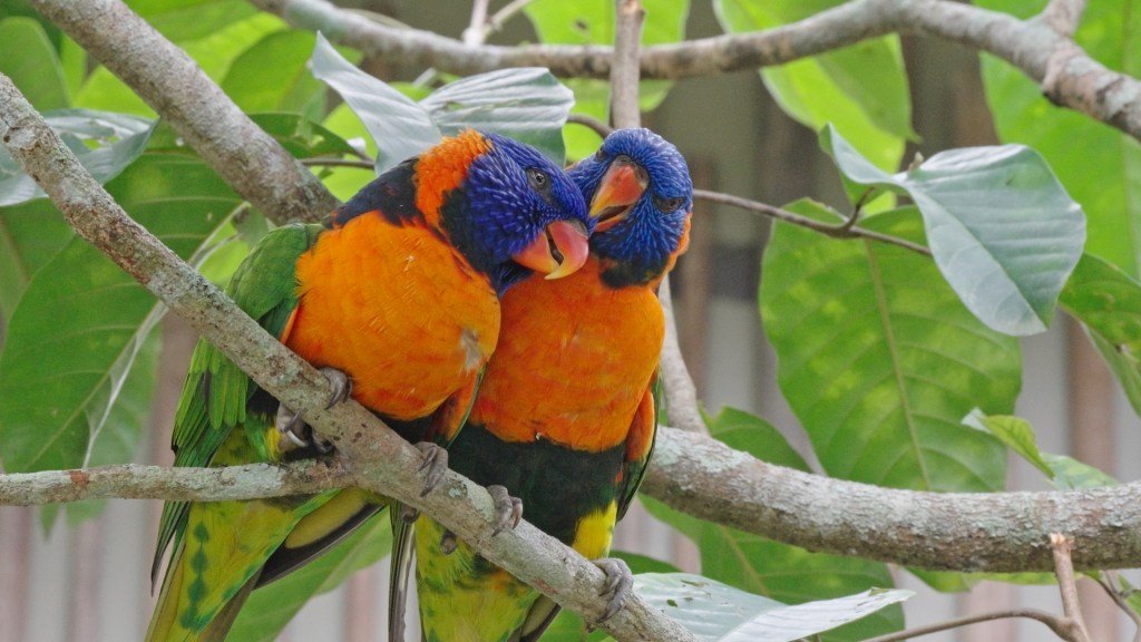 Ultimate Review & Guide to Bird&nbsp;Paradise