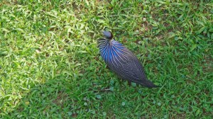 Vulturine Guineafowl from above