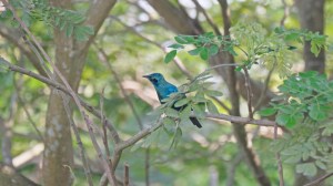 Blue Starling at eye level